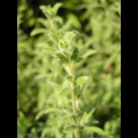 Zauschneria Californica (fam Onagracees) (Am. du nord) (3)